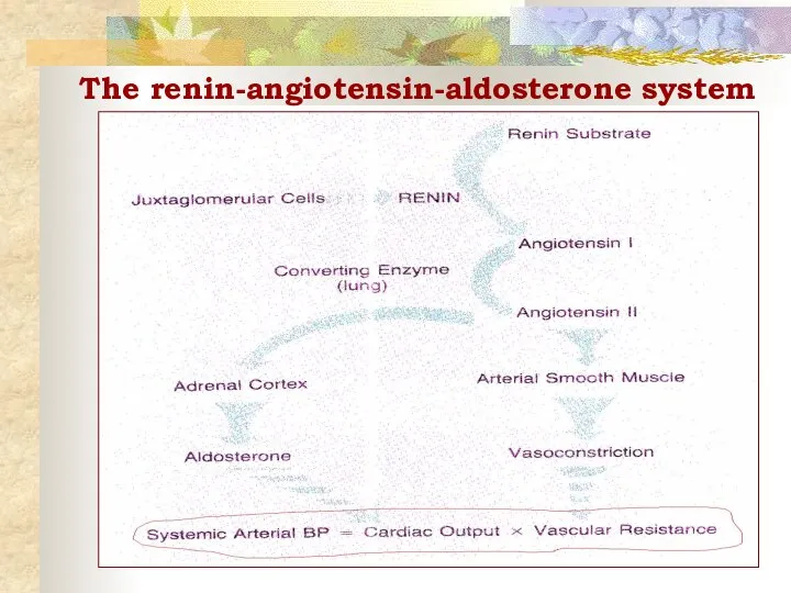 The renin-angiotensin-aldosterone system