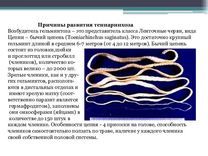 Причины развития тениаринхоза Возбудитель гельминтоза – это представитель класса Ленточные черви,