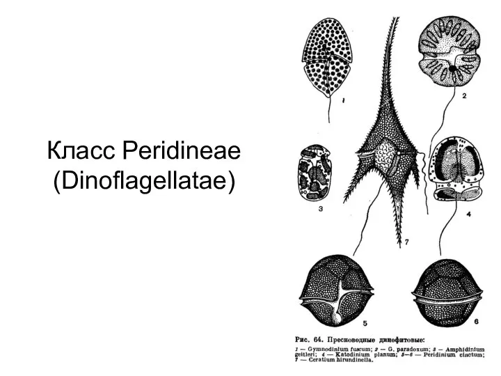 Класс Peridineae (Dinoflagellatae)