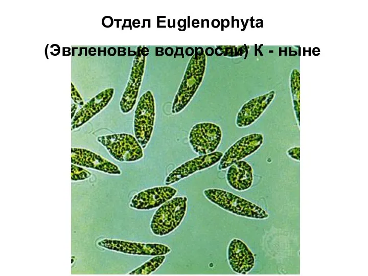 Отдел Euglenophyta (Эвгленовые водоросли) К - ныне