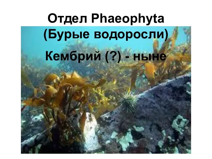 Отдел Phaeophyta (Бурые водоросли) Кембрий (?) - ныне