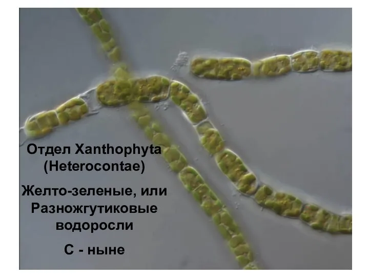 Отдел Xanthophyta (Heterocontae) Желто-зеленые, или Разножгутиковые водоросли С - ныне