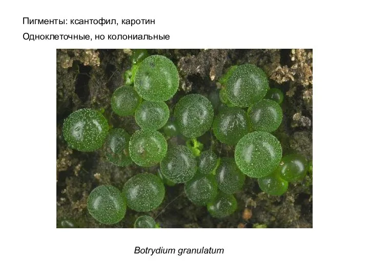 Пигменты: ксантофил, каротин Одноклеточные, но колониальные Botrydium granulatum