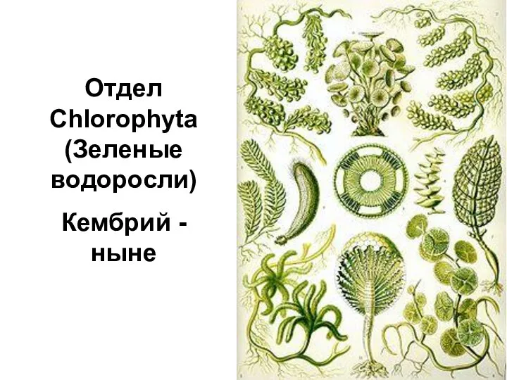 Отдел Chlorophyta (Зеленые водоросли) Кембрий - ныне