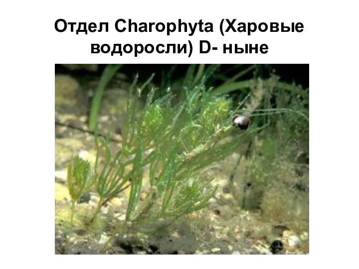 Отдел Charophyta (Харовые водоросли) D- ныне