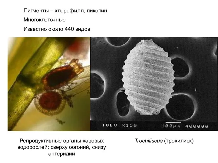 Пигменты – хлорофилл, ликопин Многоклеточные Известно около 440 видов Репродуктивные органы