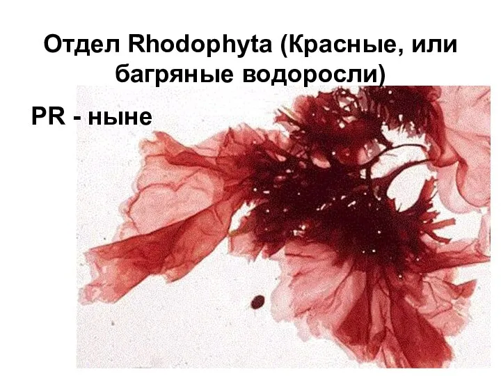 Отдел Rhodophyta (Красные, или багряные водоросли) PR - ныне