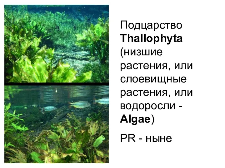 Подцарство Thallophyta (низшие растения, или слоевищные растения, или водоросли - Algae) PR - ныне