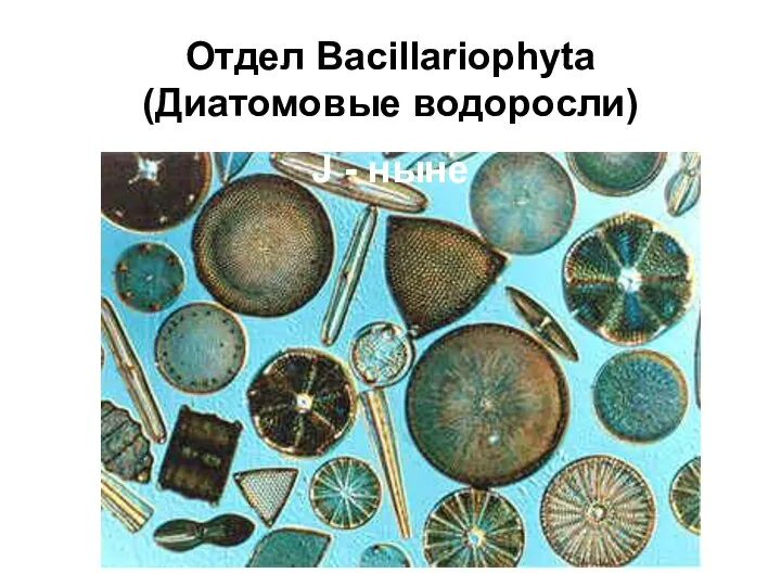 Отдел Bacillariophyta (Диатомовые водоросли) J - ныне