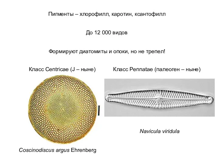 Пигменты – хлорофилл, каротин, ксантофилл До 12 000 видов Формируют диатомиты