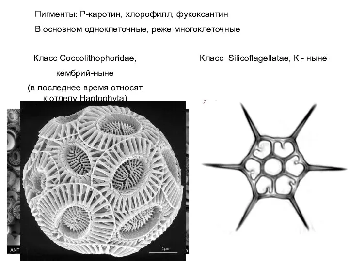 Пигменты: Р-каротин, хлорофилл, фукоксантин В основном одноклеточные, реже многоклеточные Класс Coccolithophoridae,