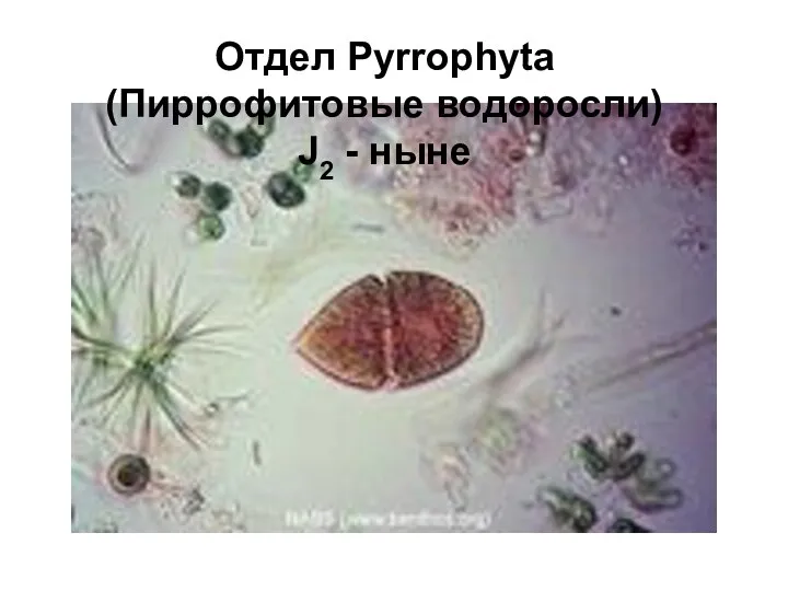 Отдел Pyrrophyta (Пиррофитовые водоросли) J2 - ныне