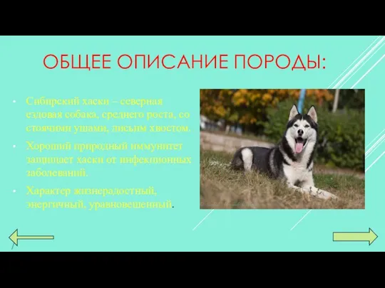 ОБЩЕЕ ОПИСАНИЕ ПОРОДЫ: Сибирский хаски – северная ездовая собака, среднего роста,
