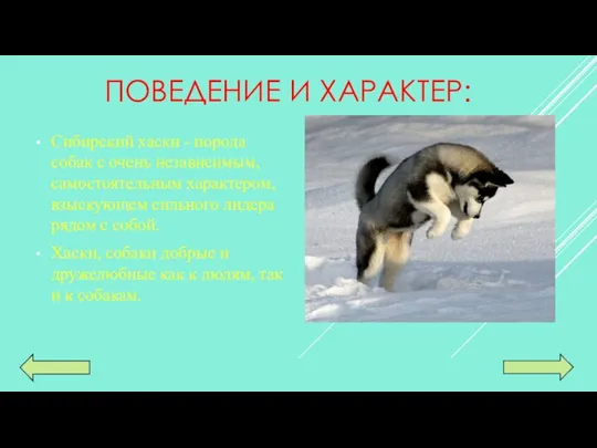 ПОВЕДЕНИЕ И ХАРАКТЕР: Сибирский хаски - порода собак с очень независимым,