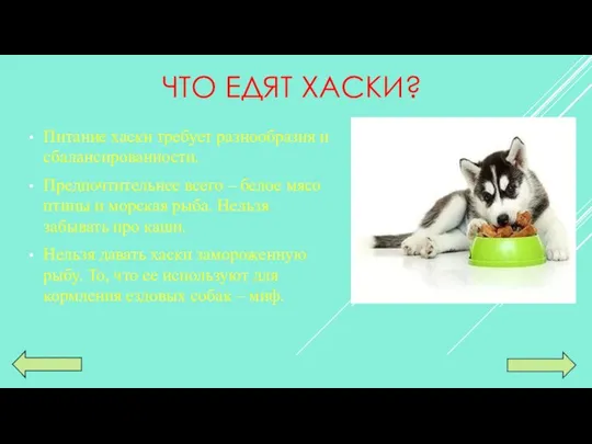 ЧТО ЕДЯТ ХАСКИ? Питание хаски требует разнообразия и сбалансированности. Предпочтительнее всего