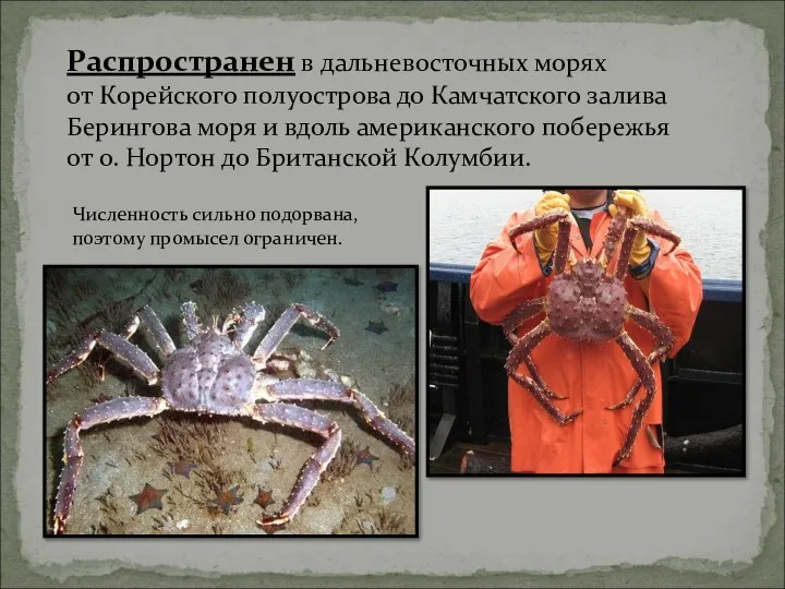 Распространен в дальневосточных морях от Корейского полуострова до Камчатского залива Берингова