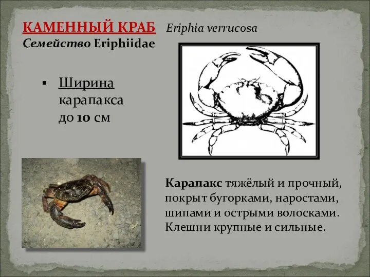 КАМЕННЫЙ КРАБ Eriphia verrucosa Семейство Eriphiidae Карапакс тяжёлый и прочный, покрыт