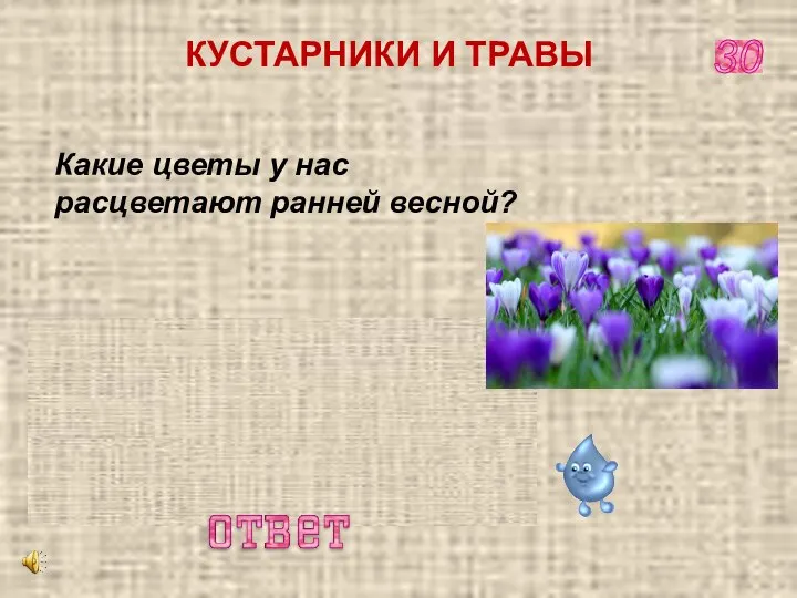 30 КУСТАРНИКИ И ТРАВЫ Какие цветы у нас расцветают ранней весной? Мать-и-мачеха, ветреница, хохлатка, медуница, печёночница