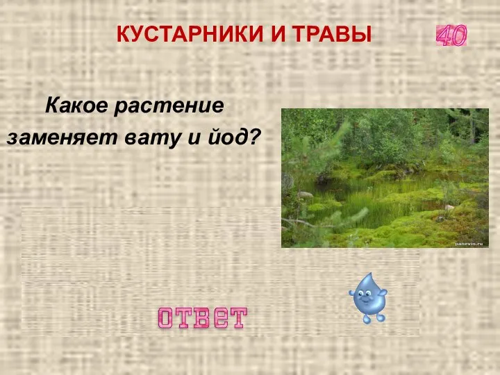 Какое растение заменяет вату и йод? МОХ СФАГНУМ 40 КУСТАРНИКИ И ТРАВЫ