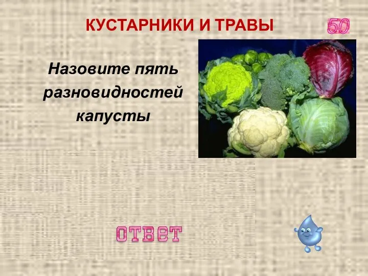 брюссельская, савойская, белокочанная, кольраби, цветная 50 Назовите пять разновидностей капусты КУСТАРНИКИ И ТРАВЫ