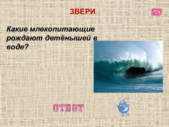 Киты, дельфины 20 Какие млекопитающие рождают детёнышей в воде? ЗВЕРИ