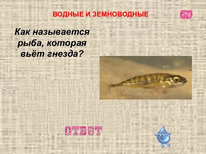 Колюшка 60 Как называется рыба, которая вьёт гнезда? ВОДНЫЕ И ЗЕМНОВОДНЫЕ