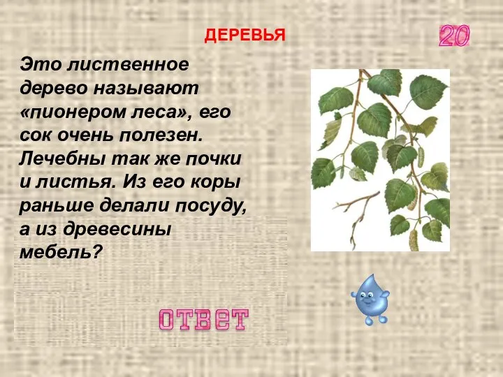 Берёза 20 ДЕРЕВЬЯ Это лиственное дерево называют «пионером леса», его сок