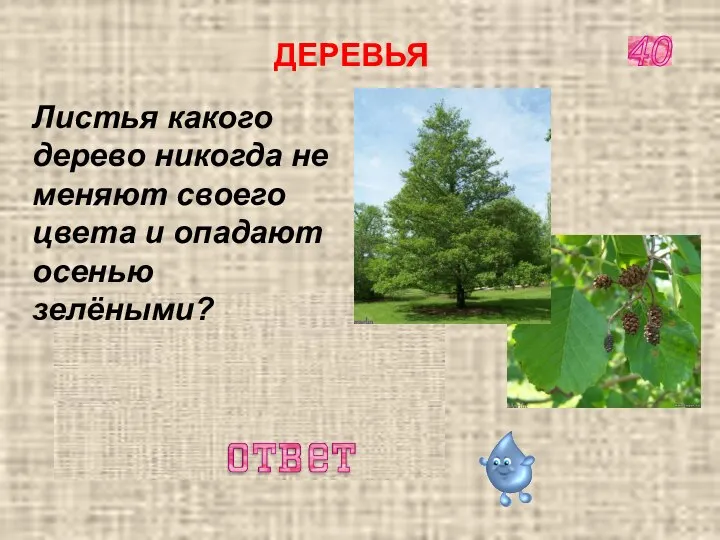 ЛИСТЬЯ ОЛЬХИ 40 ДЕРЕВЬЯ Листья какого дерево никогда не меняют своего цвета и опадают осенью зелёными?