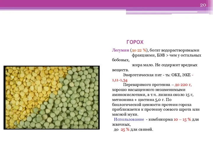 ГОРОХ Легумин (до 22 %), богат водорастворимыми фракциями, БЭВ > чем