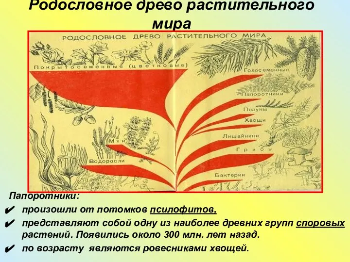 Родословное древо растительного мира Папоротники: произошли от потомков псилофитов, представляют собой