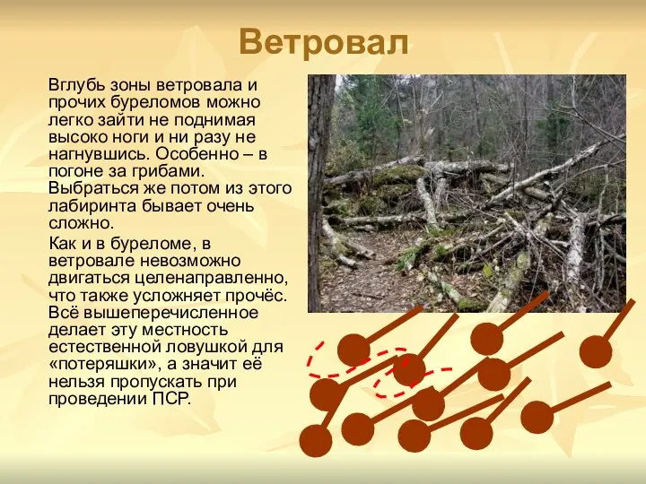 Ветровал Вглубь зоны ветровала и прочих буреломов можно легко зайти не