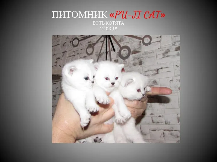 ПИТОМНИК «PU-JI CAT» ЕСТЬ КОТЯТА 12.03.15