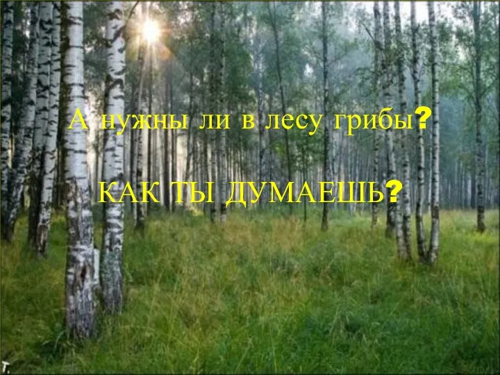 А нужны ли в лесу грибы? КАК ТЫ ДУМАЕШЬ?