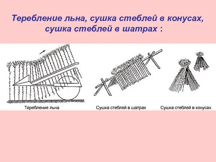 Теребление льна, сушка стеблей в конусах, сушка стеблей в шатрах :