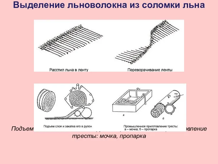 Выделение льноволокна из соломки льна Расстил льна в ленту, переворачивание ленты