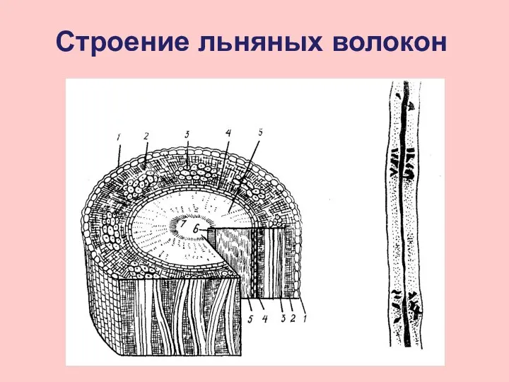 Строение льняных волокон