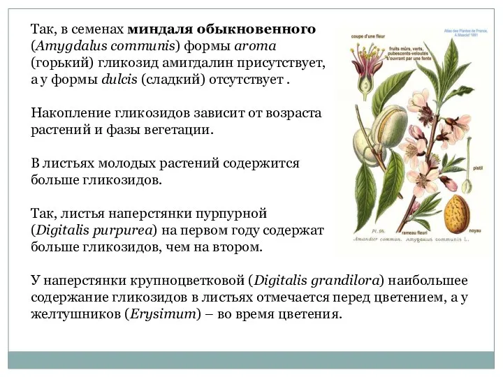 Так, в семенах миндаля обыкновенного (Amygdalus communis) формы aroma (горький) гликозид