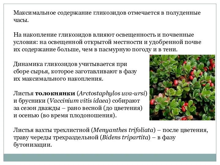 Максимальное содержание гликозидов отмечается в полуденные часы. На накопление гликозидов влияют