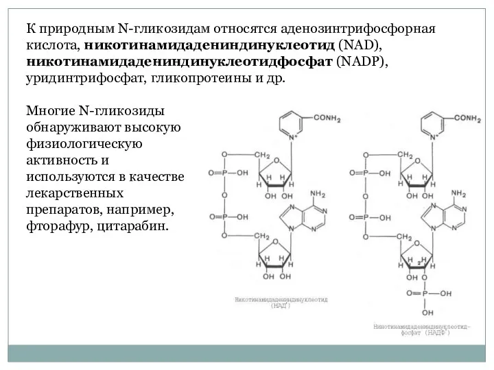 К природным N-гликозидам относятся аденозинтрифосфорная кислота, никотинамидадениндинуклеотид (NAD), никотинамидадениндинуклеотидфосфат (NADP), уридинтрифосфат,