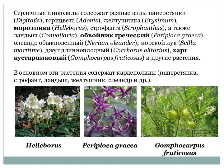 Сердечные гликозиды содержат разные виды наперстянки (Digitalis), горицвета (Adonis), желтушника (Erysimum),