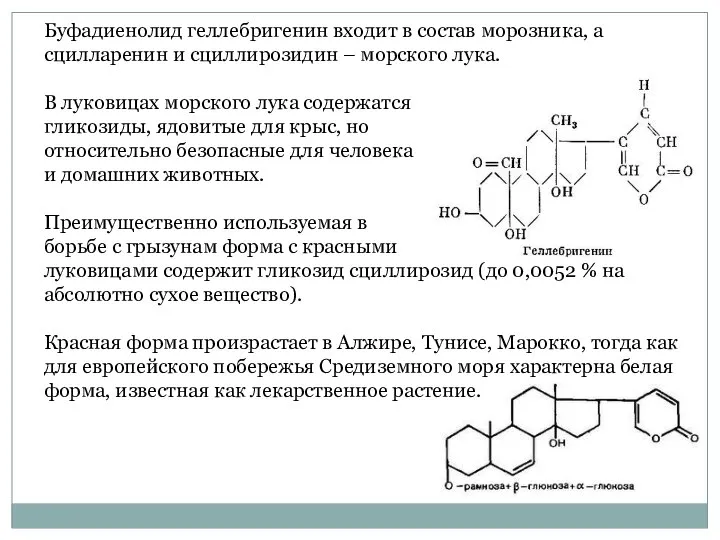 Буфадиенолид геллебригенин входит в состав морозника, а сцилларенин и сциллирозидин –