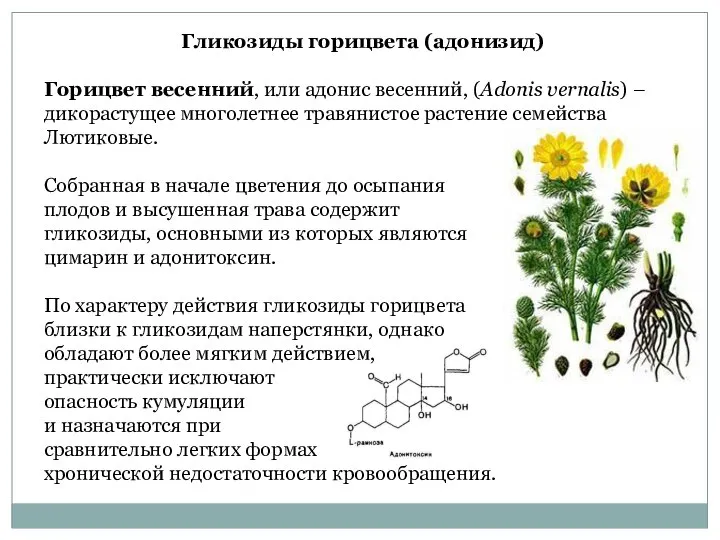 Гликозиды горицвета (адонизид) Горицвет весенний, или адонис весенний, (Adonis vernalis) –