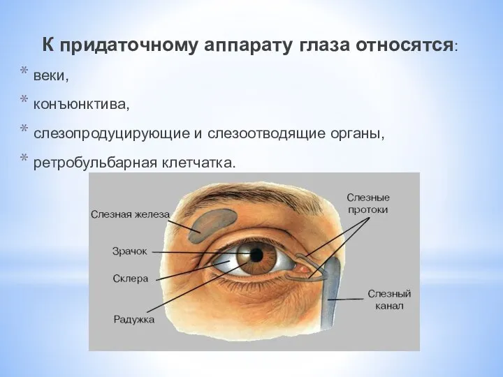 К придаточному аппарату глаза относятся: веки, конъюнктива, слезопродуцирующие и слезоотводящие органы, ретробульбарная клетчатка.