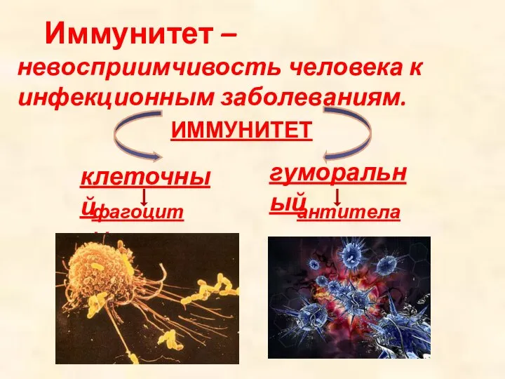 Иммунитет – невосприимчивость человека к инфекционным заболеваниям. ИММУНИТЕТ клеточный гуморальный фагоциты антитела