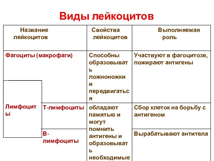 Виды лейкоцитов