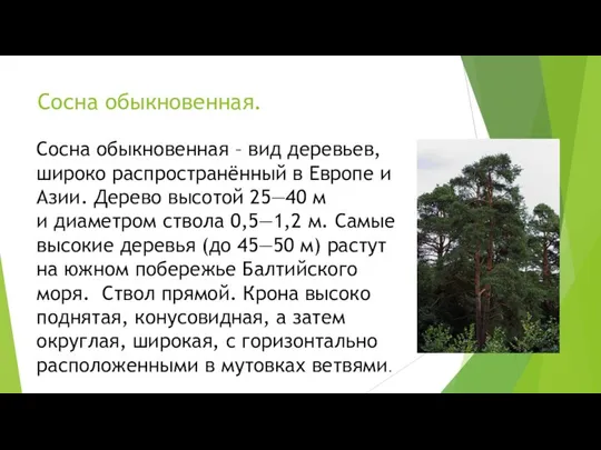 Сосна обыкновенная. Сосна обыкновенная – вид деревьев, широко распространённый в Европе