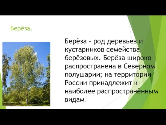 Берёза. Берёза – род деревьев и кустарников семейства берёзовых. Берёза широко