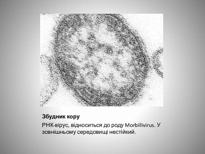 Збудник кору РНК-вірус, відноситься до роду Morbillivirus. У зовнішньому середовищі нестійкий.