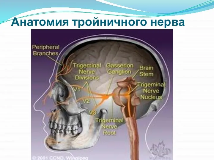 Анатомия тройничного нерва