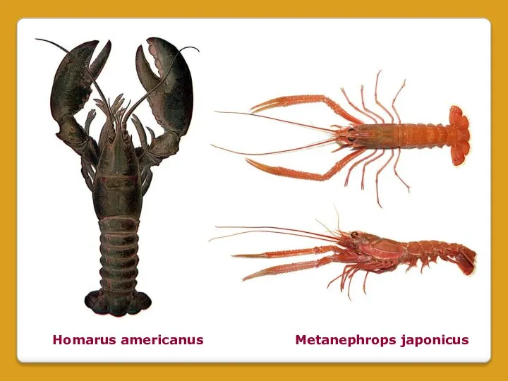 Homarus americanus Metanephrops japonicus